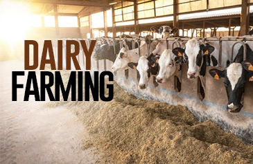 Dairy Farming