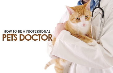 How to be a professional pets doctor