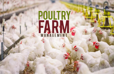 Poultry Farm Management