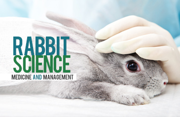Rabbit Science Medicine And Management